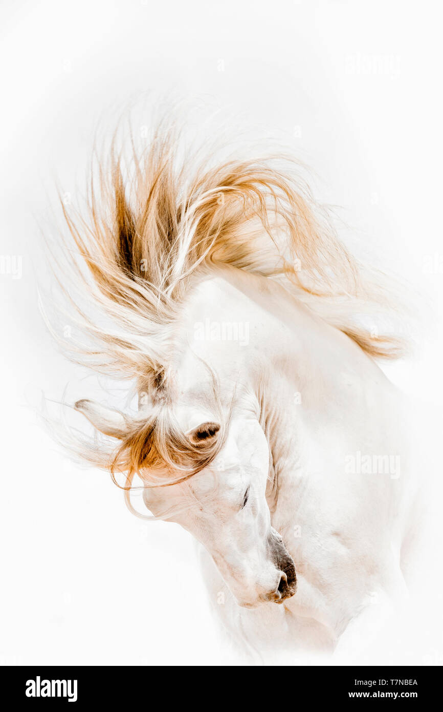 Cheval Espagnol pur, andalou. Portrait de l'étalon gris sur fond blanc. La Suisse Banque D'Images