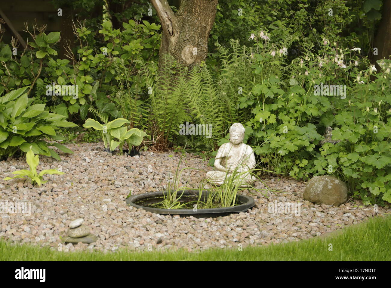 Jardin avec ombre Hosta et Fern plantes. Bouddha et un petit étang. Banque D'Images