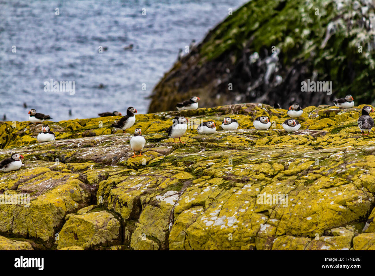 Les Macareux commun pendant la saison de reproduction à la fin du printemps sur les îles Farne, Northumberland, Angleterre. Mai 2018. Banque D'Images