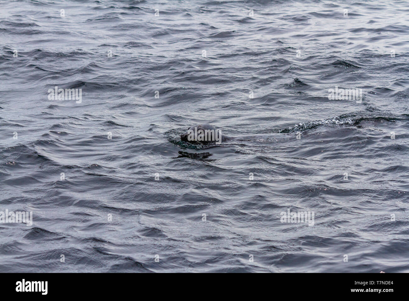 Près de la piscine du phoque gris Iles Farne, Northumberland, Angleterre. Mai 2018. Banque D'Images