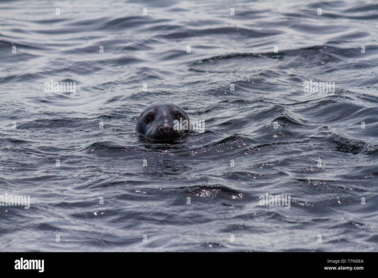 Près de la piscine du phoque gris Iles Farne, Northumberland, Angleterre. Mai 2018. Banque D'Images