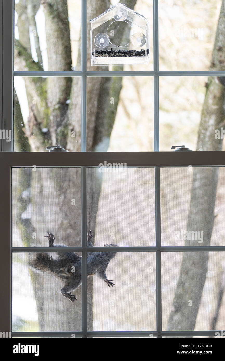 Un écureuil intelligent de la faim l'escalade sur le treillis de la fenêtre vide de mangeoire avec des graines de tournesol sur froid hiver journée ensoleillée en Virginie Banque D'Images