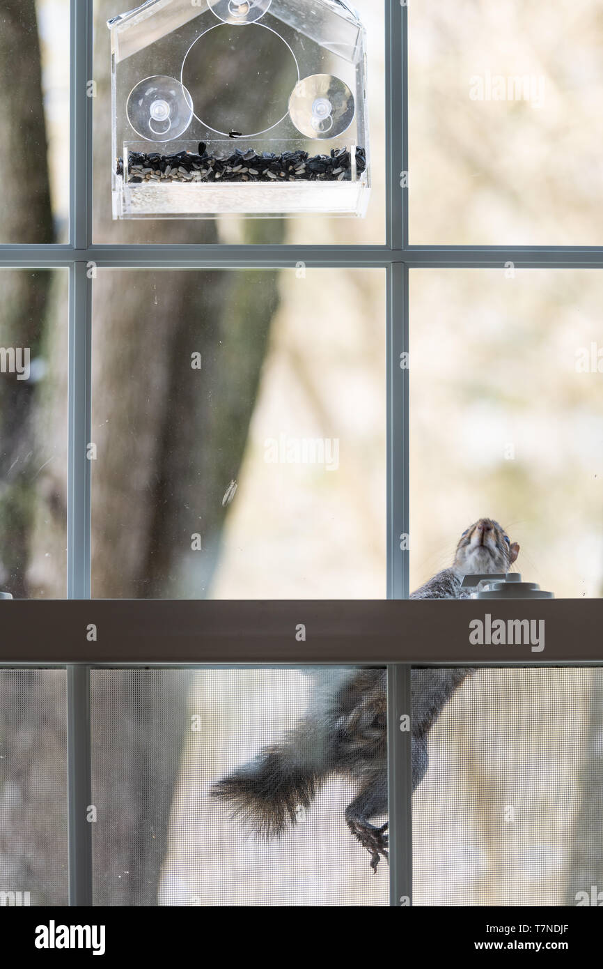 Un écureuil affamé l'escalade sur le treillis de la fenêtre vide de mangeoire avec des graines de tournesol sur froid hiver journée ensoleillée en Virginie Banque D'Images