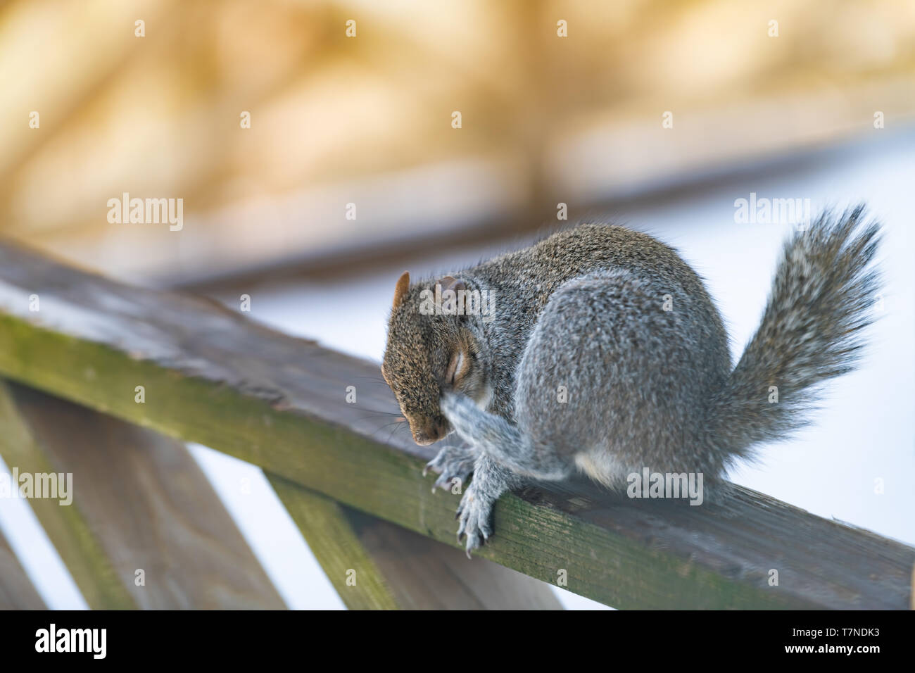 Libre d'un écureuil gris en temps de neige froid assis sur une terrasse en bois garde-corps de maison ou d'accueil dans la cour des démangeaisons scratching head Banque D'Images