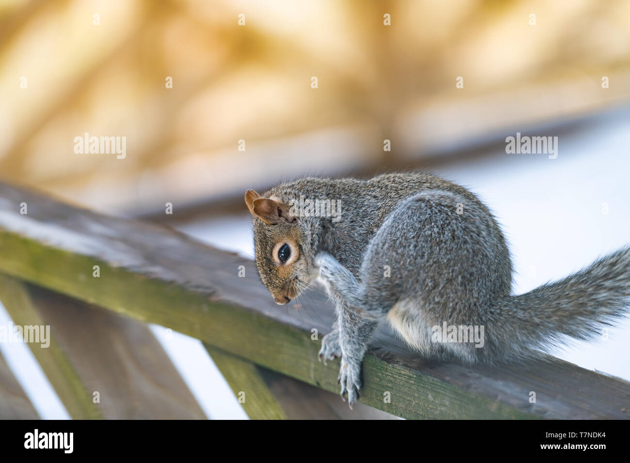 Libre d'un petit écureuil gris par temps froid assis sur la balustrade en bois du pont de maison ou d'accueil dans la cour des démangeaisons scratching head Banque D'Images