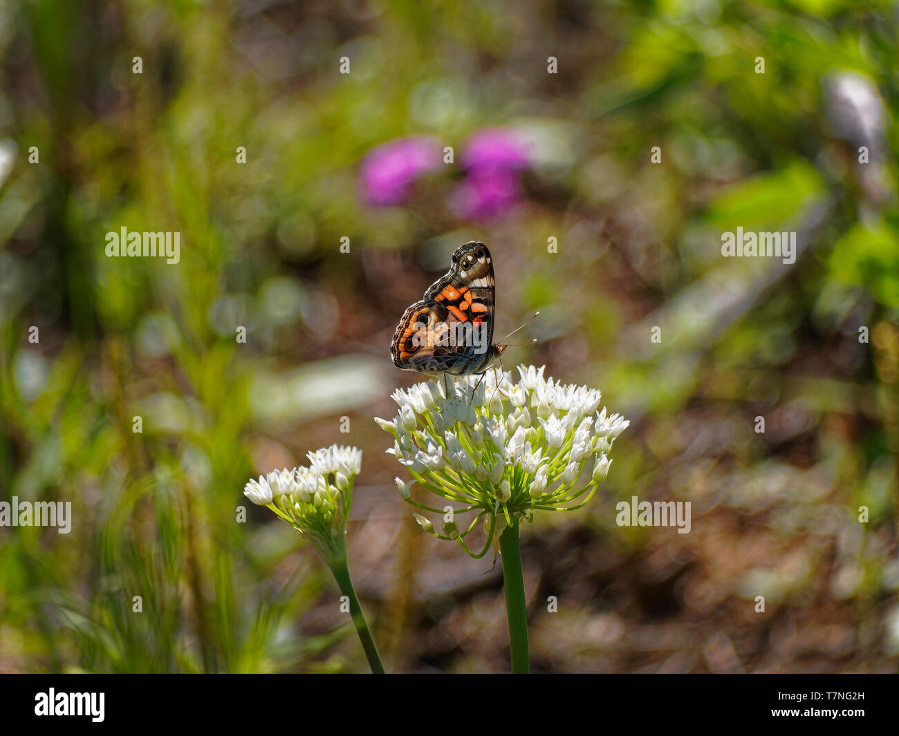 Cross Timbers la végétation est conservé à la Lake Mineral Wells State Park, à côté de Mineral Wells Texas préserve la nature et les papillons l'aimer. 'American Lady' papillon se nourrit sur un Texas asclépiades. Banque D'Images