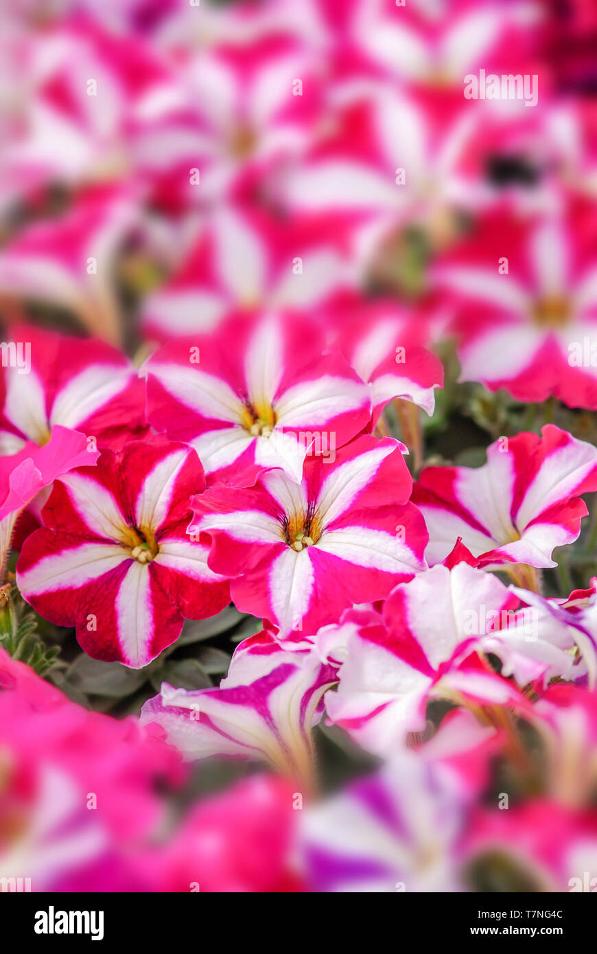 Pétunia grandiflora fleurs colorées, est la plus populaire variété de pétunia, avec de grandes fleurs simples ou doubles qui forment des monticules de solide, coloré Banque D'Images