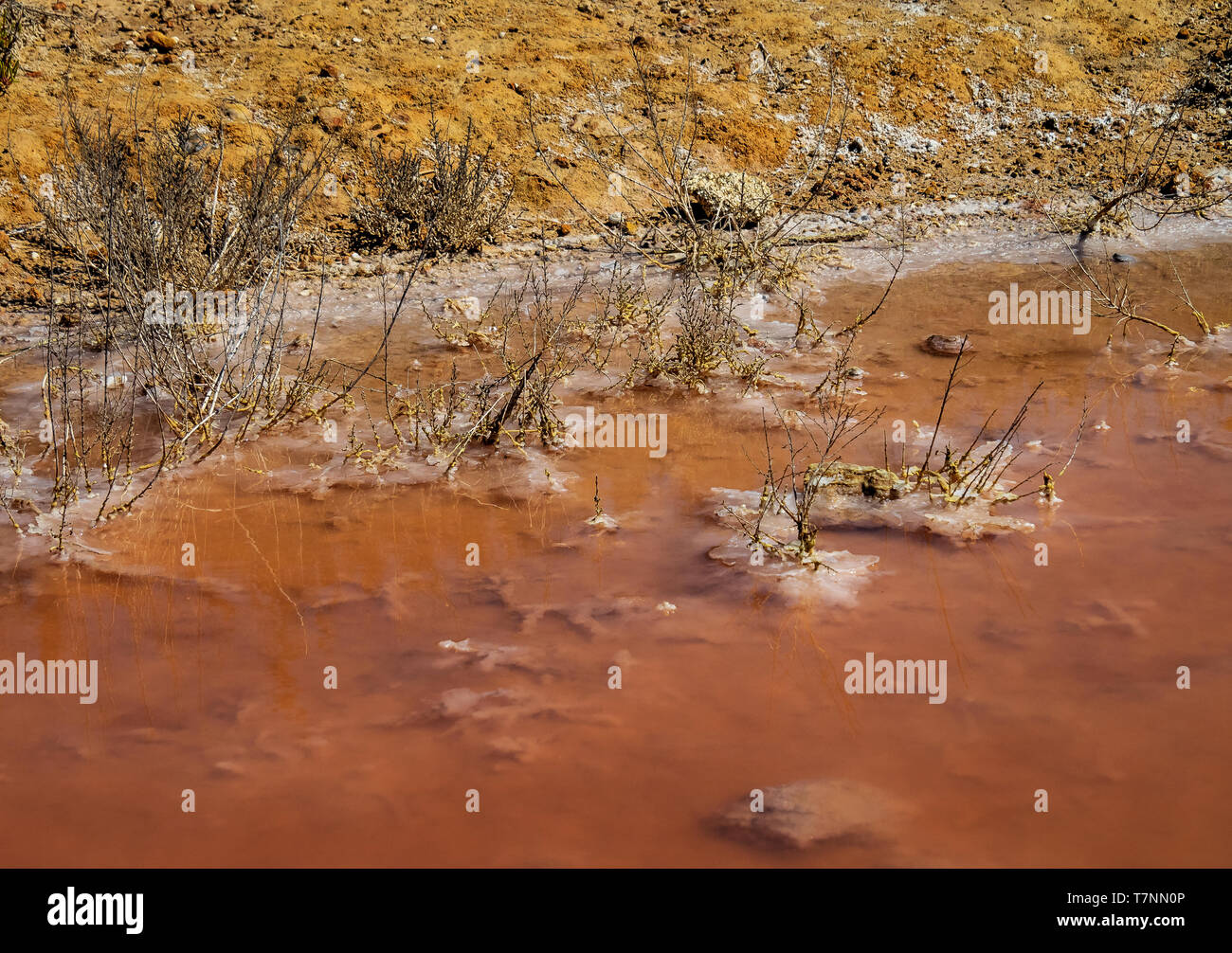 Laguna Salada à Torrevieja, Espagne. Lac salé rose. Salinas Parc Naturel. Banque D'Images