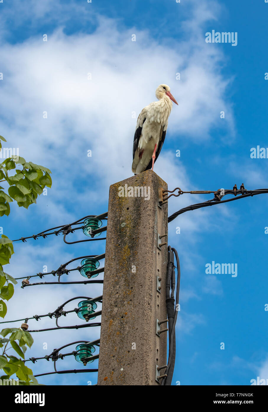 Stork assis sur colonne d'alimentation d'électricité en Alsace, France Banque D'Images