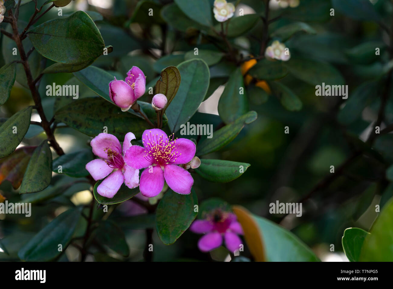 La beauté de fleur pourpre myrtly (Rhodomyrtus tomentosa) Banque D'Images