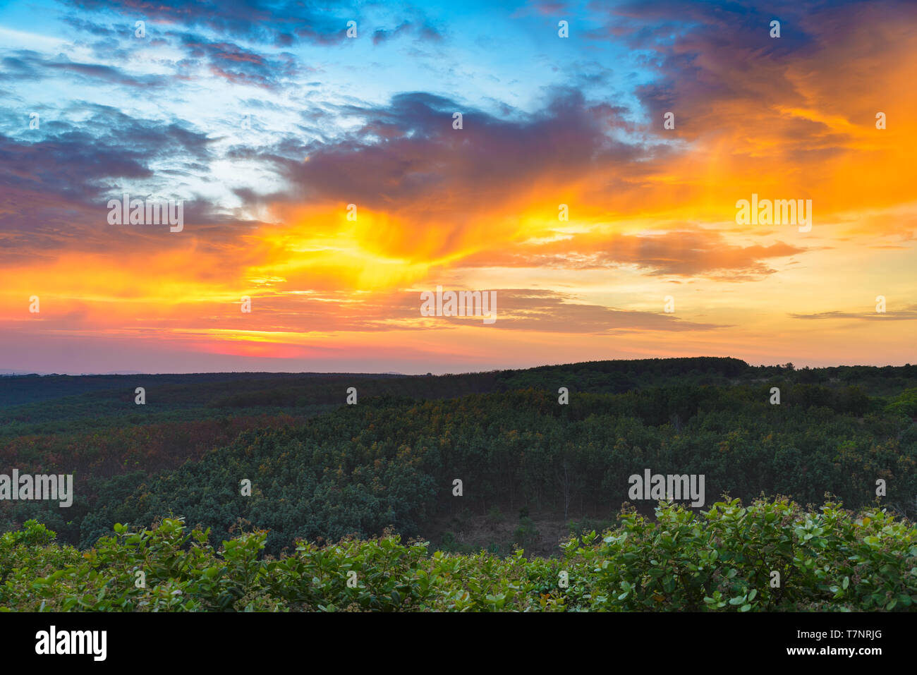 Coucher de soleil sur les anacardiers en caoutchouc des plantations industrielles à Banlung, Ratanakiri, au Cambodge Banque D'Images Coucher de soleil sur les anacardiers en caoutchouc des plantations industrielles à Banlung, Ratanakiri, au Cambodge Banque D'Images