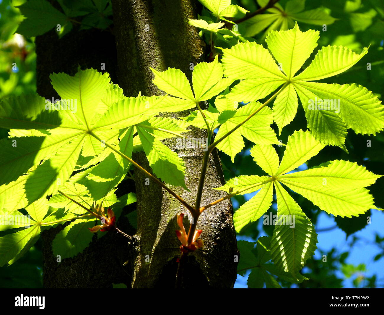 Les nouvelles feuilles de marronnier dans le vert frais dans la lumière arrière Banque D'Images