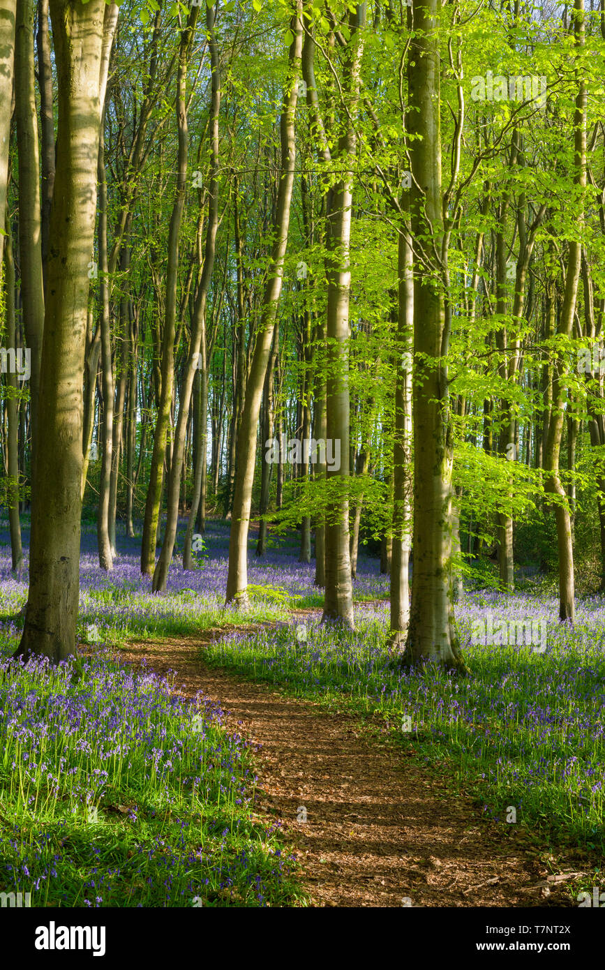 La lumière du soleil du matin de printemps dans un bois bluebell. North Somerset, Angleterre. Banque D'Images