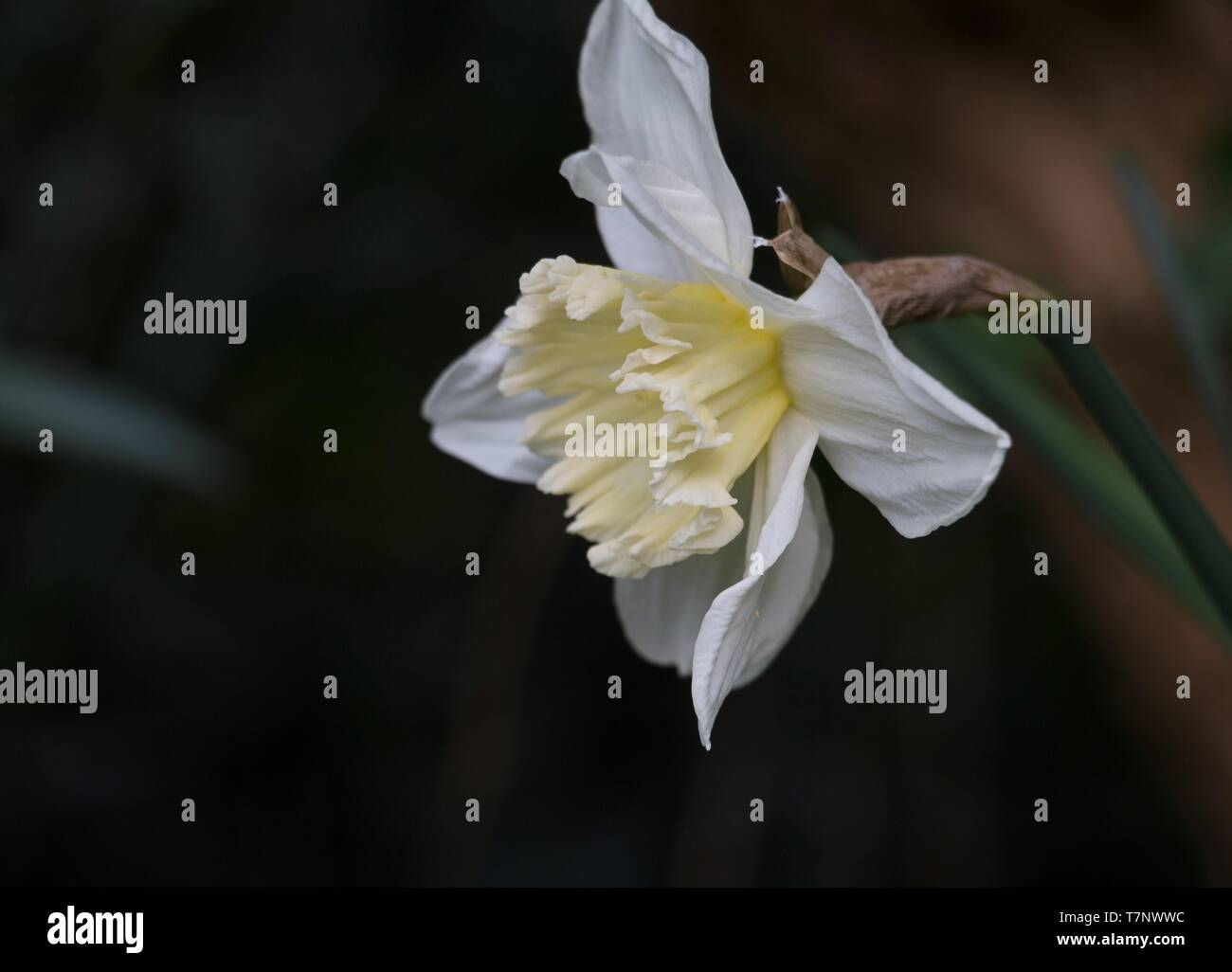 Un seul chef de la jonquille, Narcisse blanc, floraison dans le soleil du printemps Banque D'Images