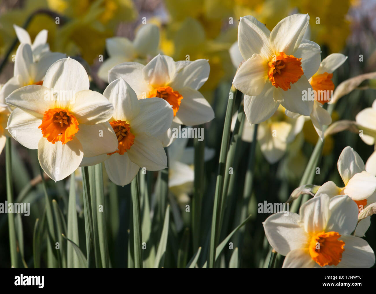 Un groupe de blanc et orange bicolore, jonquilles, narcisses, la floraison  dans le soleil du printemps Photo Stock - Alamy