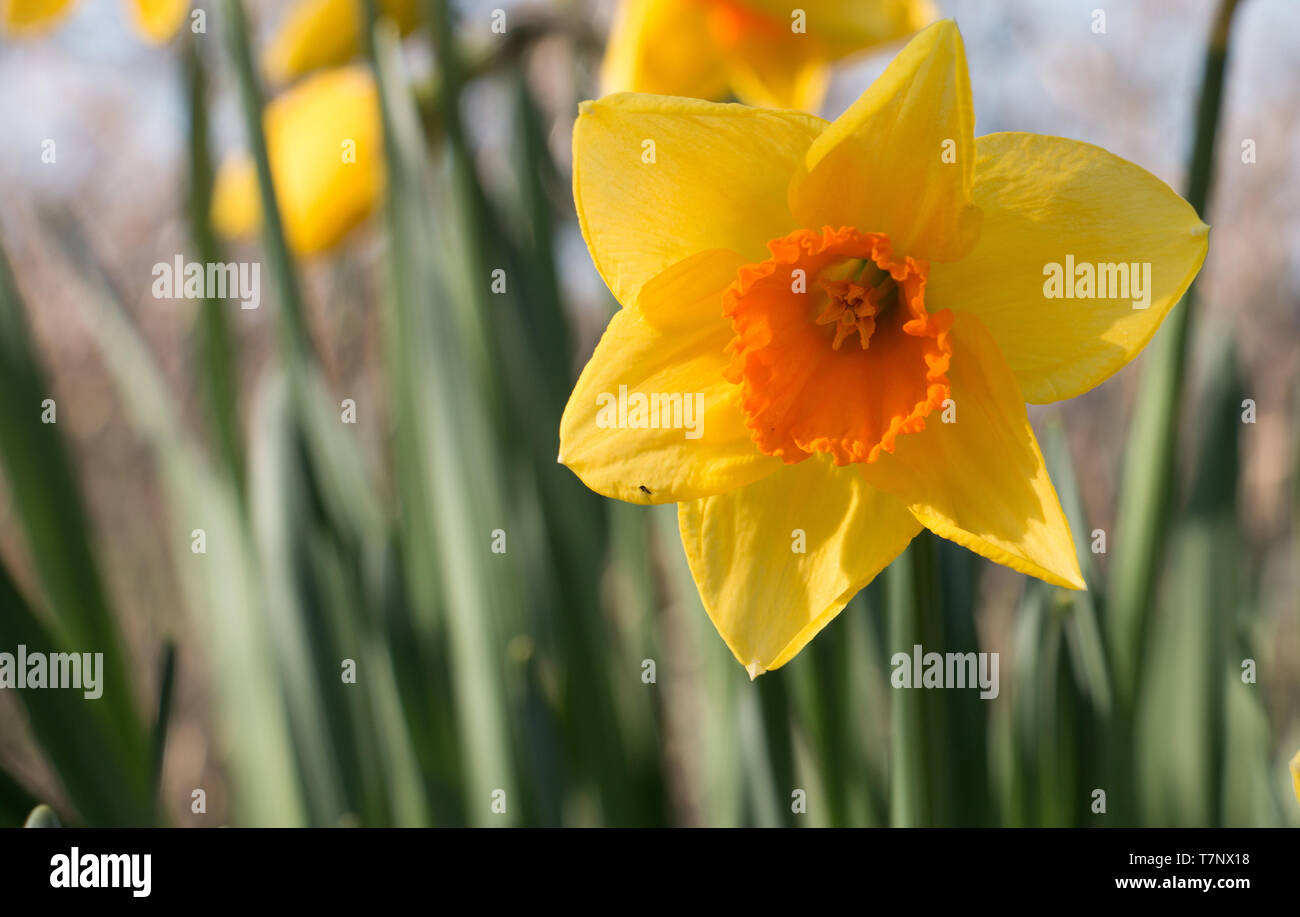 Seule fleur jaune jonquille, Narcisse, la floraison dans le soleil du printemps Banque D'Images