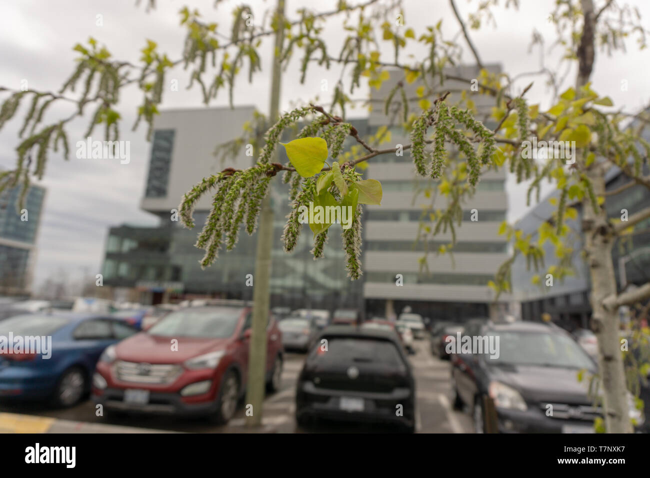 Prises en face de Corus Entertainment s'appuyant sur un matin de printemps pluvieux sur ma façon de travailler. Banque D'Images