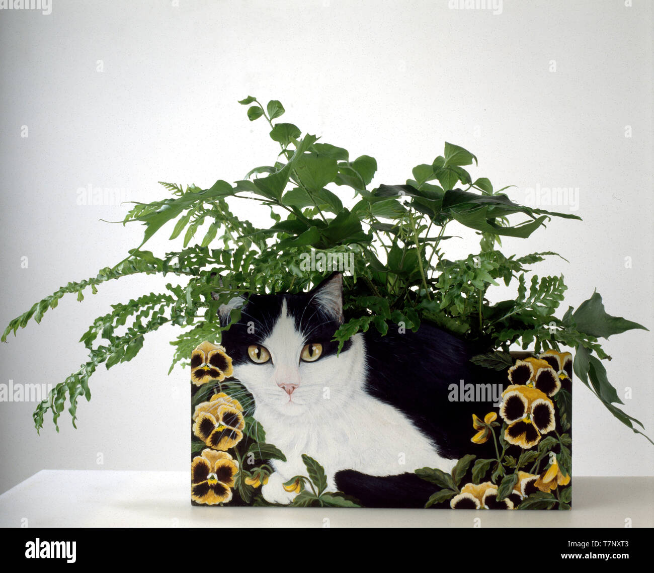 Les plantes d'appartement dans le semoir avec un motif de chat Banque D'Images