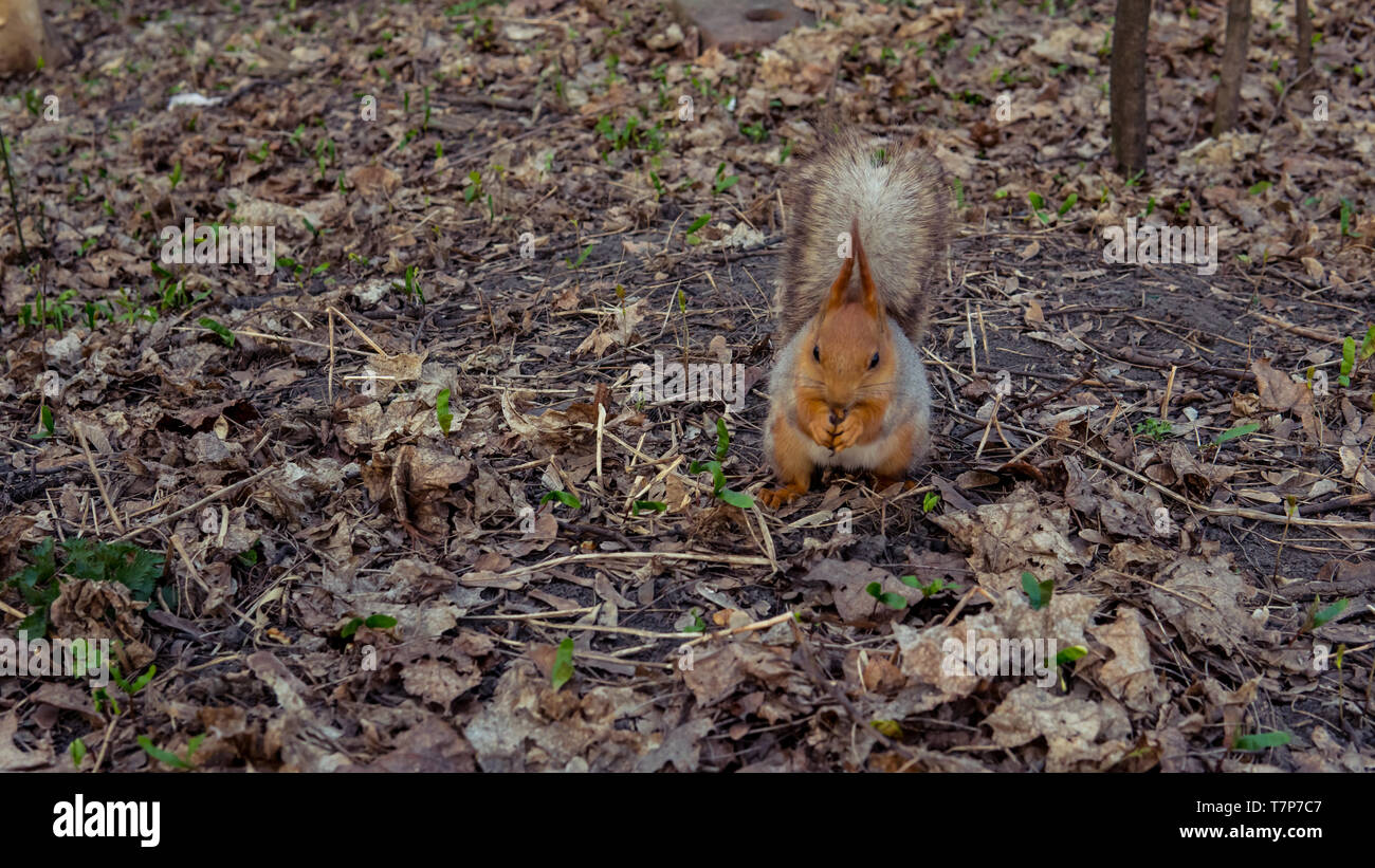 Les écrous de l'alimentation de l'écureuil sauvage dans la forêt, close-up. Belle queue de l'écureuil Banque D'Images