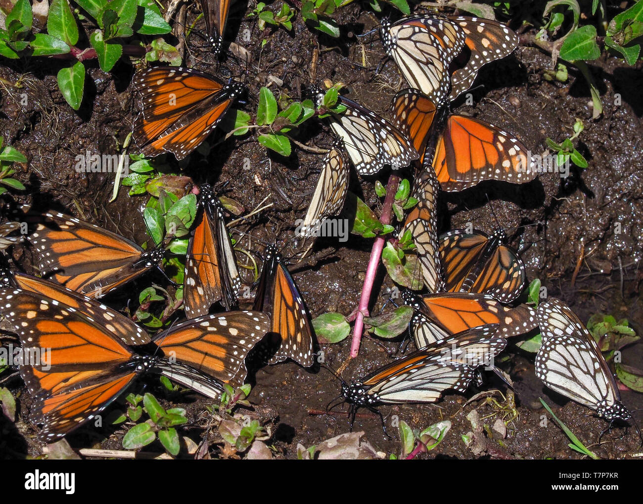 Des monarques. El Rosario Papillon monarque préserver, au Mexique. Les papillons migrent annuellement entre le Mexique au USA par quatre générations Banque D'Images