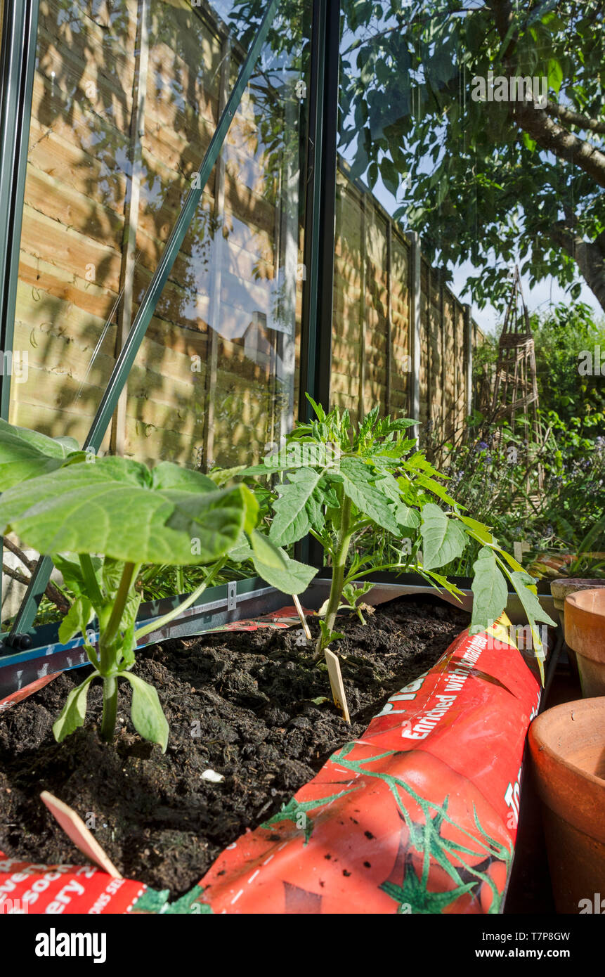 Poivre plantes à cultiver en sac green house Banque D'Images