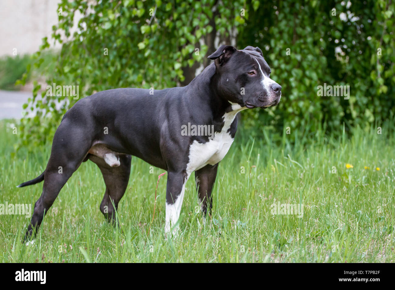 Black & White American Staffordshire Terrier standing Banque D'Images