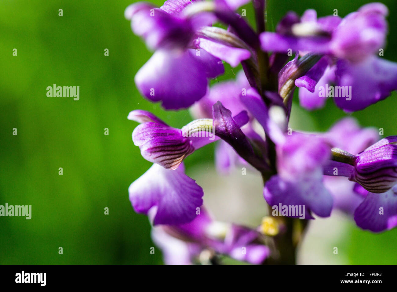 Un green-winged orchid (Anacamptis morio) Banque D'Images