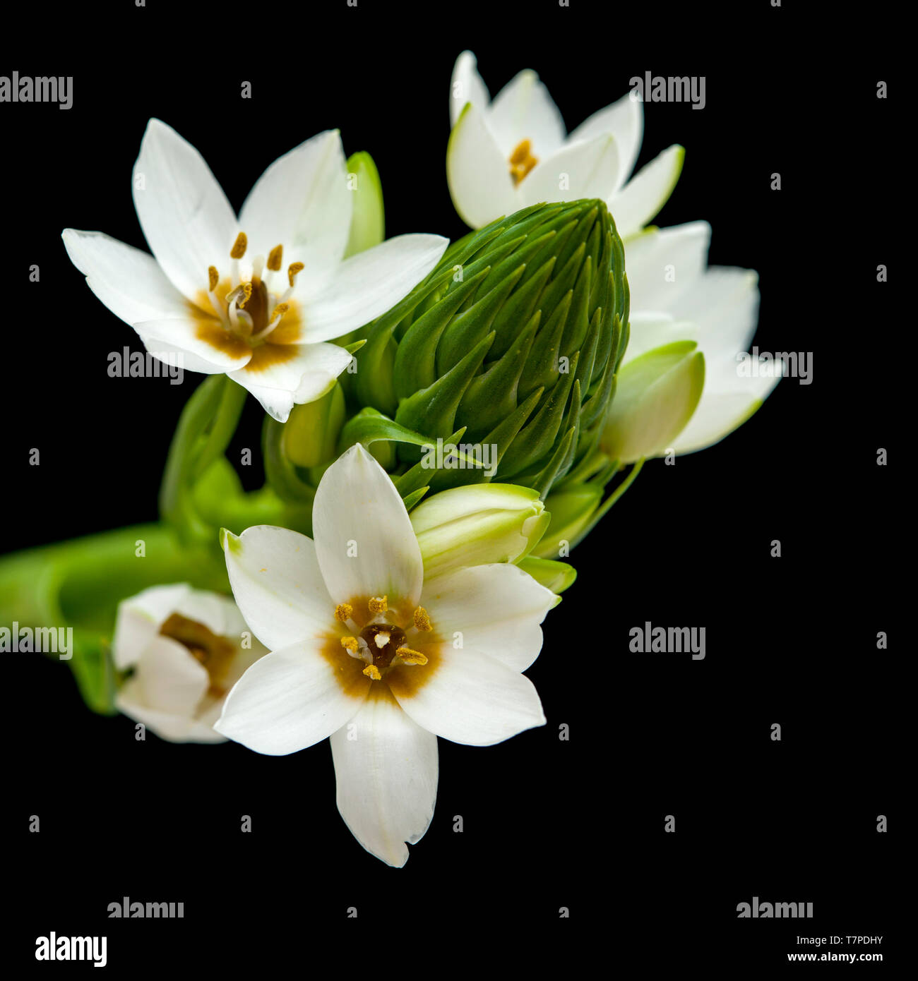 Floraison blanche Ornithogalum spike isolated on black Banque D'Images