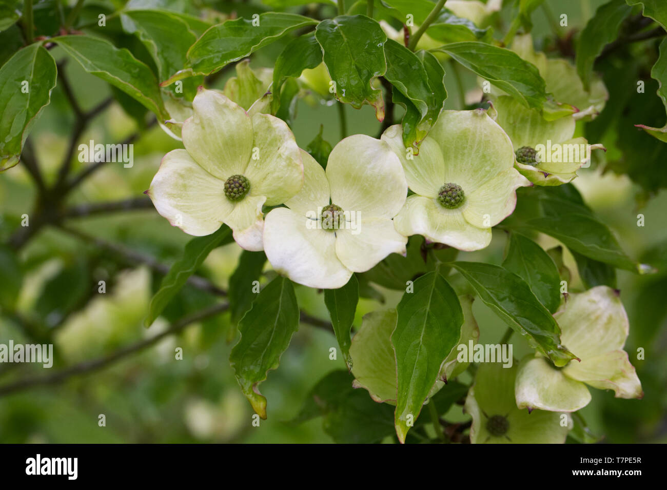 Cornus kousa 'Radiant Rose' fleurs. Banque D'Images