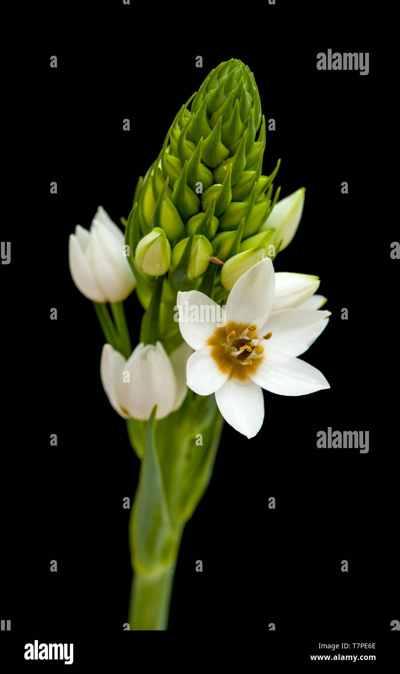 Floraison blanche Ornithogalum spike isolated on black Banque D'Images