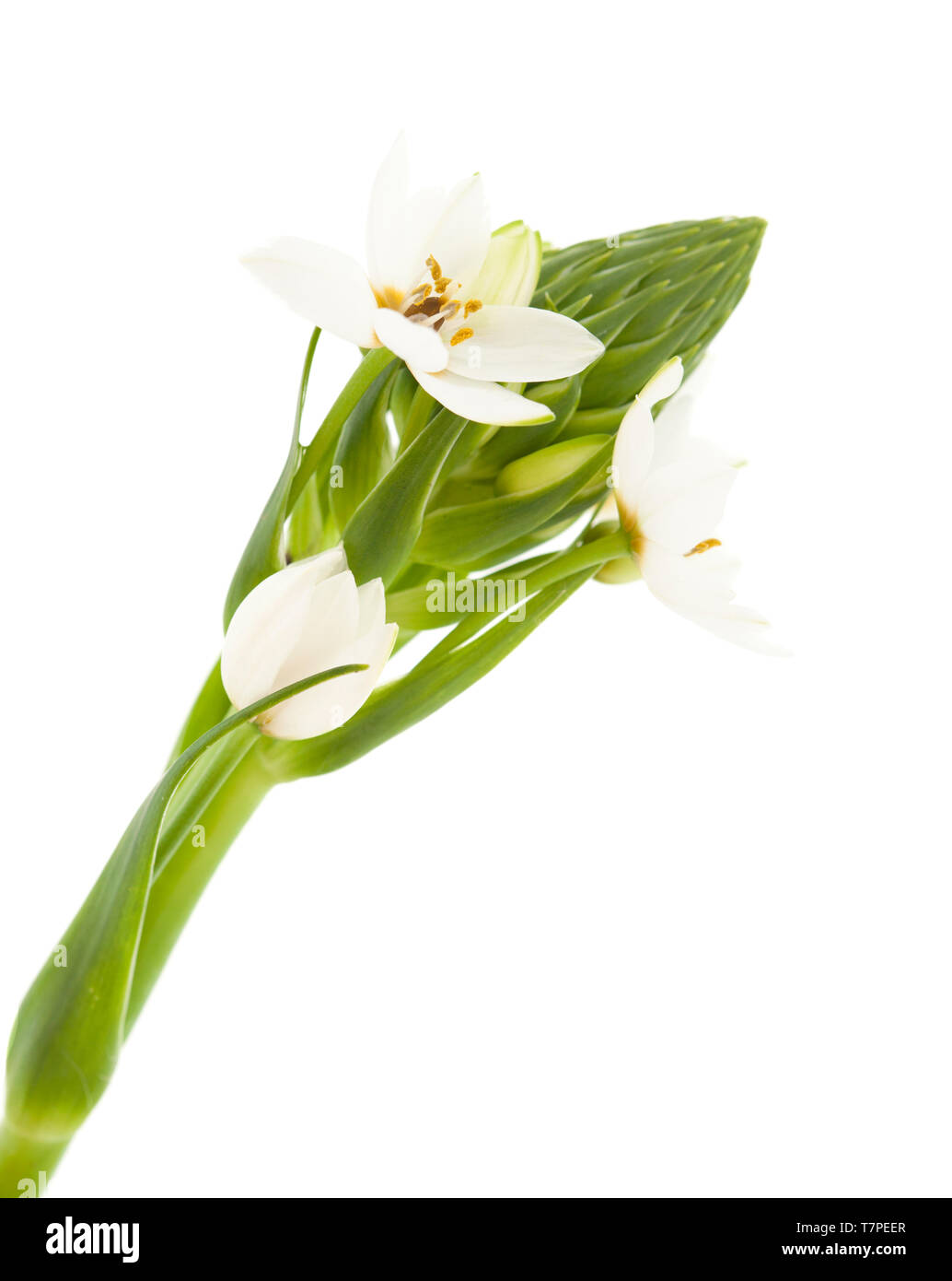 Floraison blanche Ornithogalum spike isolé sur fond blanc Banque D'Images