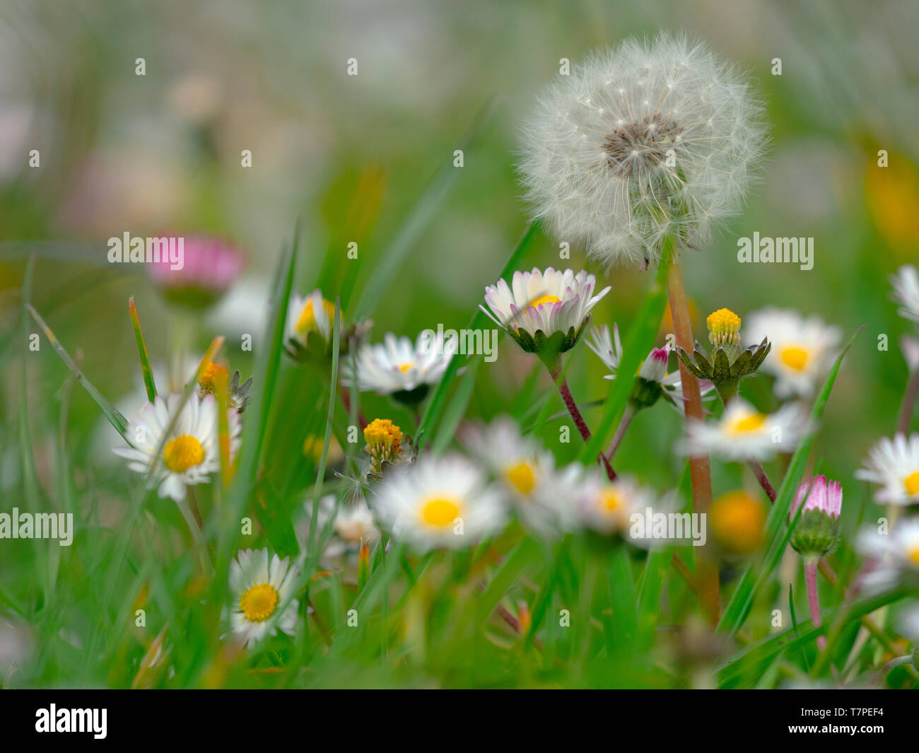 Taxaxacum pissenlit officinal graines et fleurs jardin avec tribunes Banque D'Images