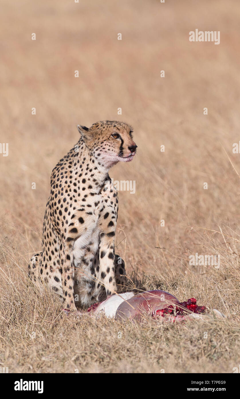 Femme Guépard (Acinonyx jubatus) avec kill, une gazelle de Thomson Banque D'Images