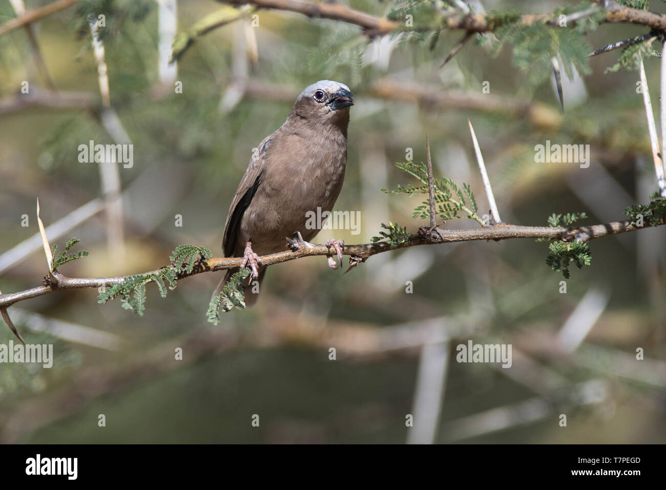 Gray-capped weaver (Pseudonigrita arnaudi sociale) Banque D'Images