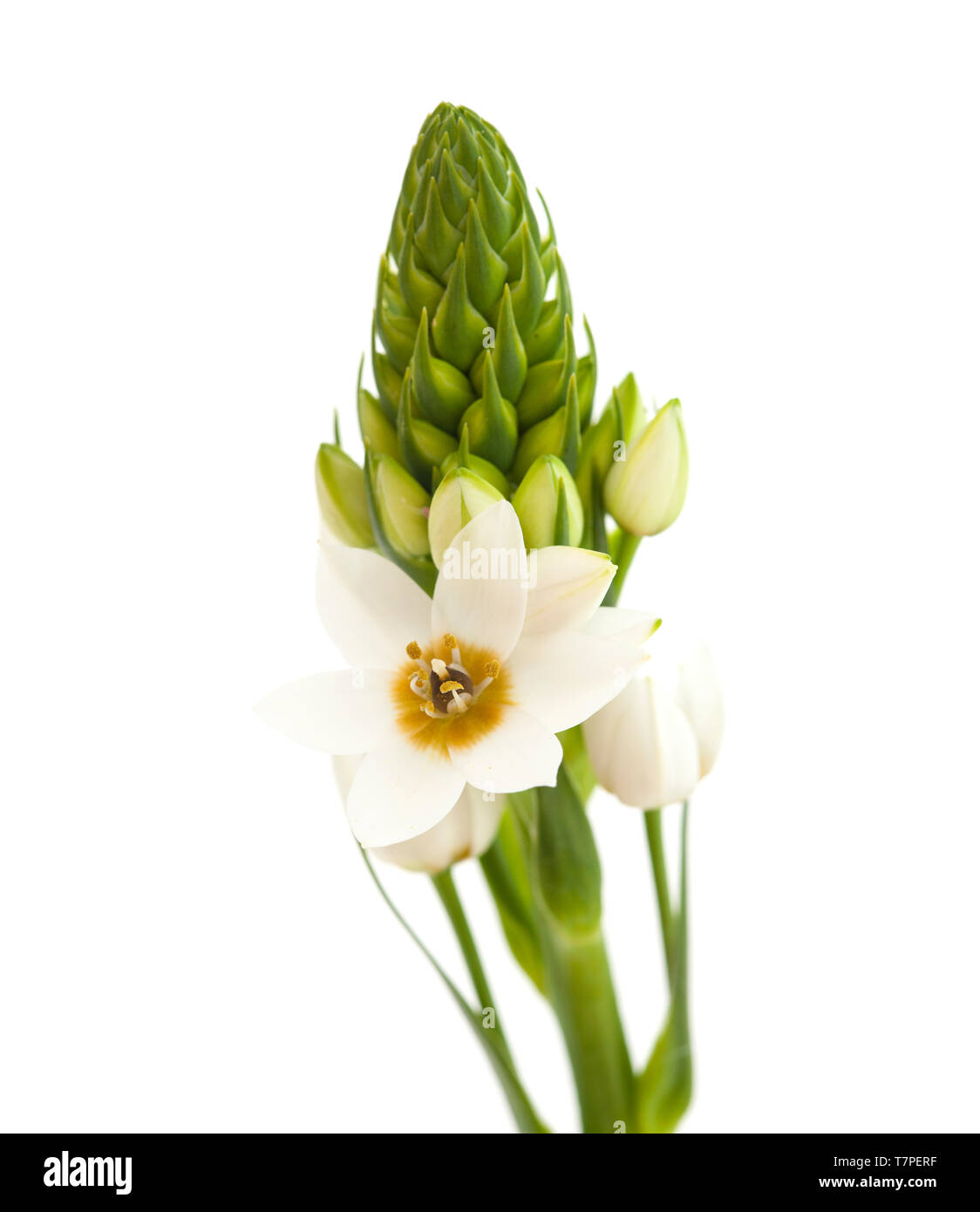 Floraison blanche Ornithogalum spike isolé sur fond blanc Banque D'Images