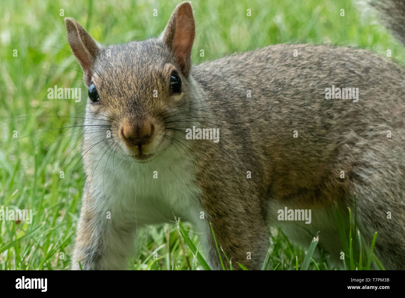 Un écureuil gris Banque D'Images