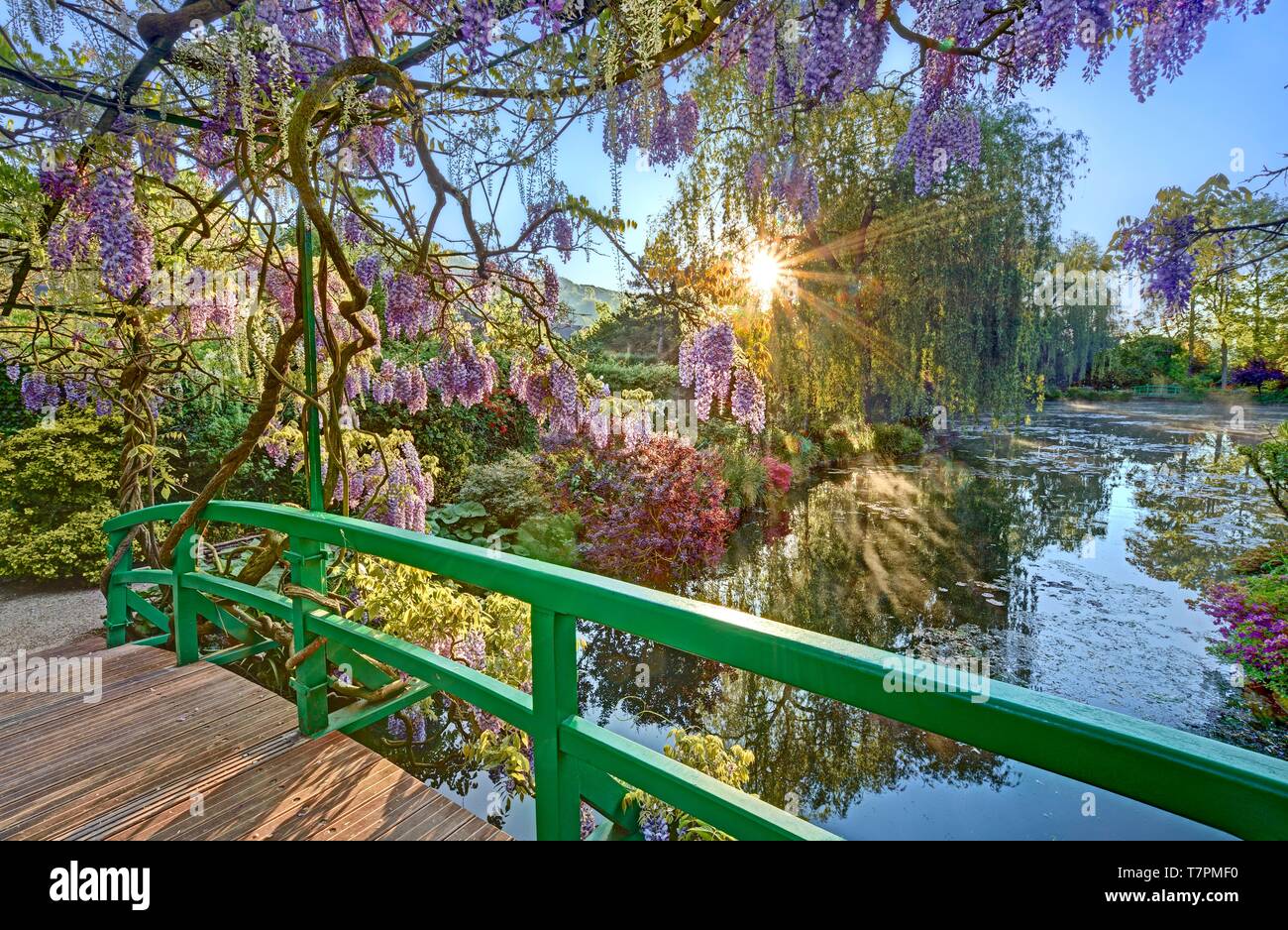 La France, l'Eure, Giverny, Claude Monet, le jardin japonais de glycine en fleurs Banque D'Images