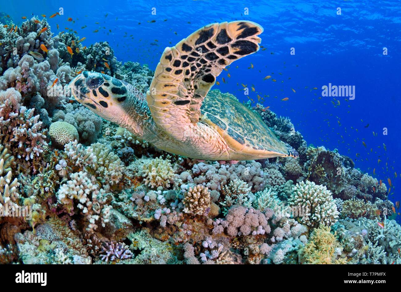 L'Egypte, Mer Rouge, une barrière de corail avec une tortue imbriquée (Eretmochelys imbricata) Banque D'Images