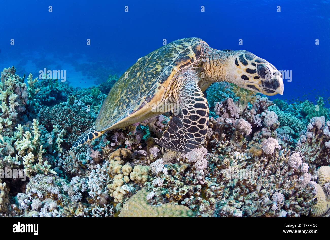L'Egypte, Mer Rouge, une tortue imbriquée (Eretmochelys imbricata) Banque D'Images