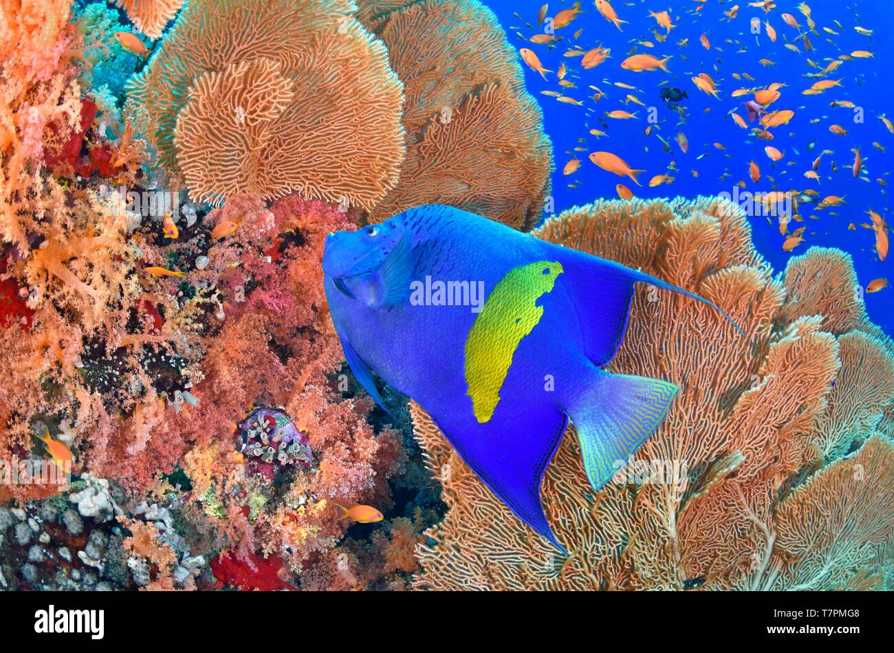 L'Egypte, Mer Rouge, une barrière de corail avec un yellowbar angelfish Pomacanthus maculosus () Banque D'Images