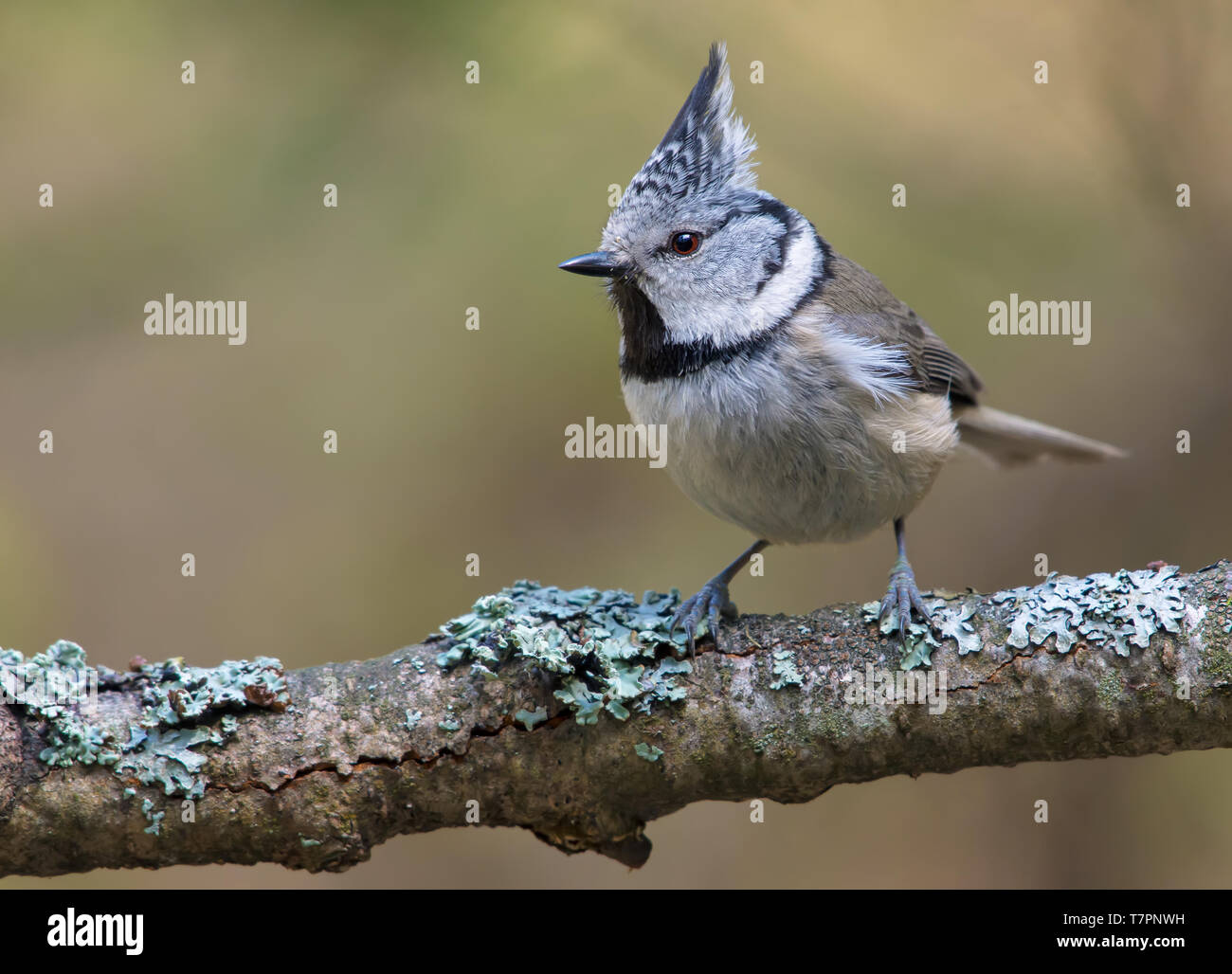 Mésange huppée européenne face posant sur une vieille branche couverte de lichen dans la forêt Banque D'Images