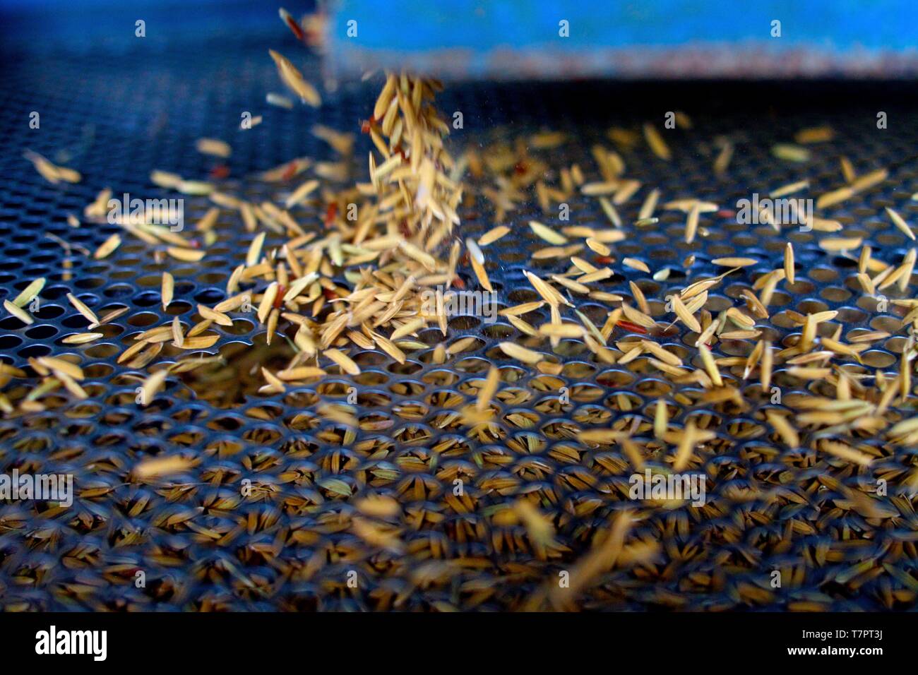 La Thaïlande, le riz thaïlandais, récoltés et pelées à la machine Banque D'Images