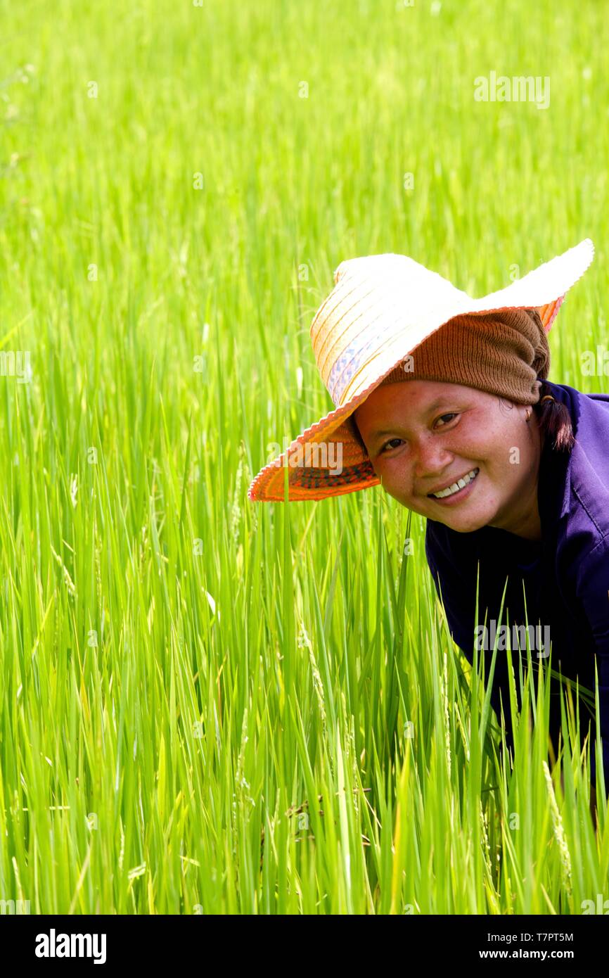 La Thaïlande, le riz thaïlandais, portrait des travailleurs dans les rizières au nord Banque D'Images
