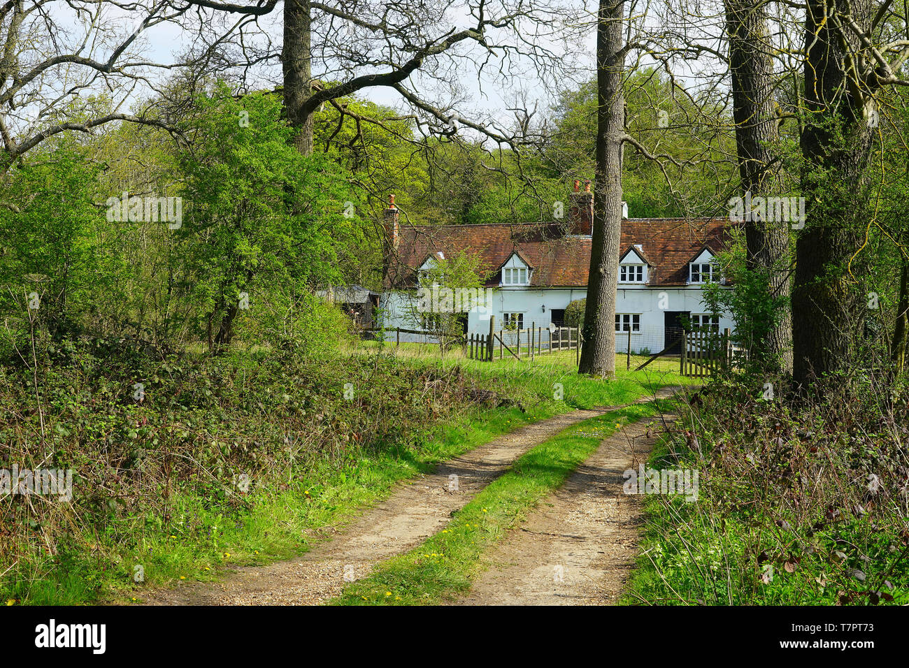 Cottages en bois , Wintergreen Knebworth Park Banque D'Images