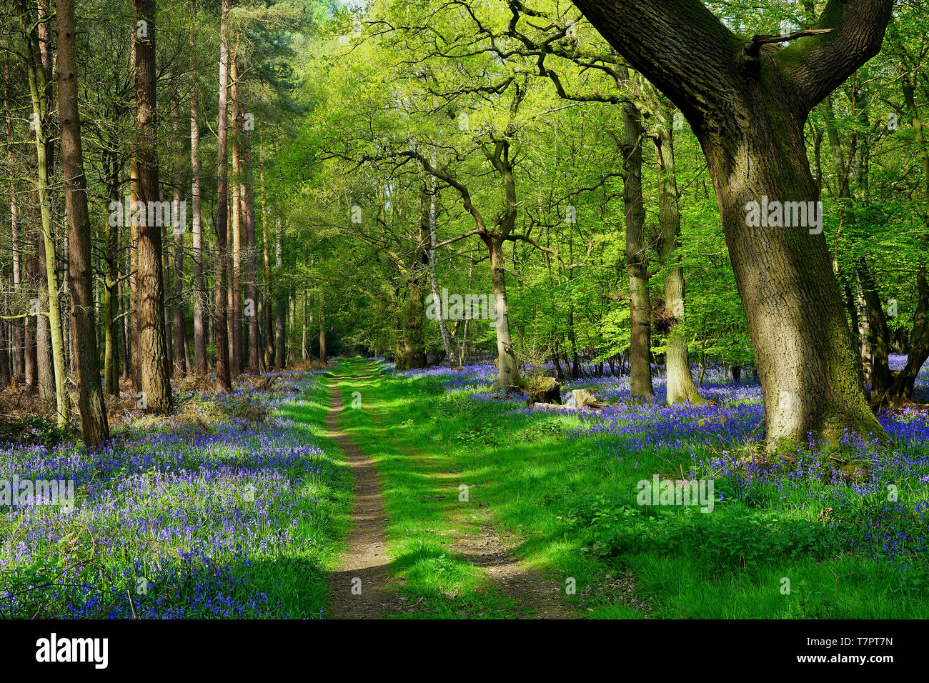 Une piste à travers les bluebell woods près de Langley dans Hertfordshire Banque D'Images