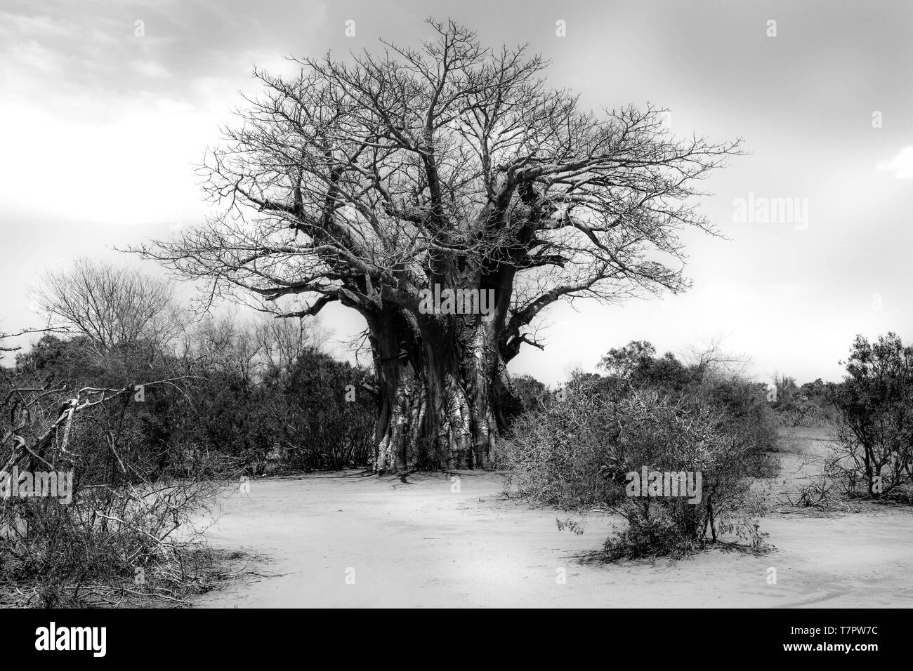 Version noir et blanc d'un baobab dans le paysage africain de Parc National Kruger Banque D'Images