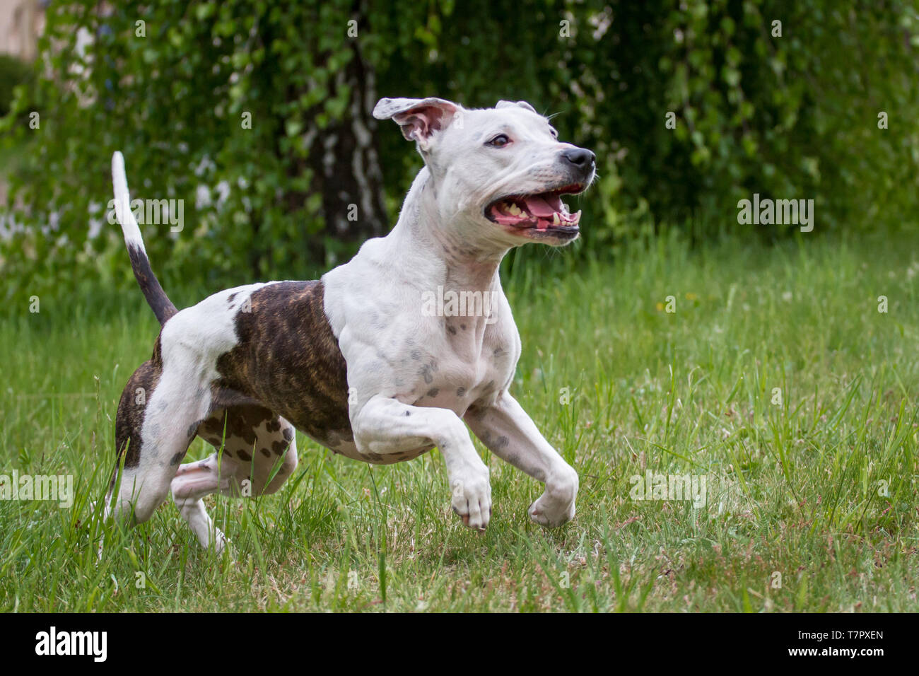 Blanc et bringé American Pit Bull Terrier femelle tournant Banque D'Images