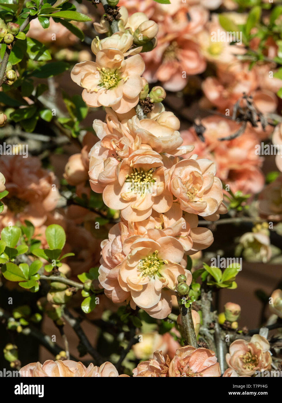 Un buisson de Chaenomeles espèce Geisha Girl en pleine floraison montrant l'orange douce couleur des fleurs Banque D'Images
