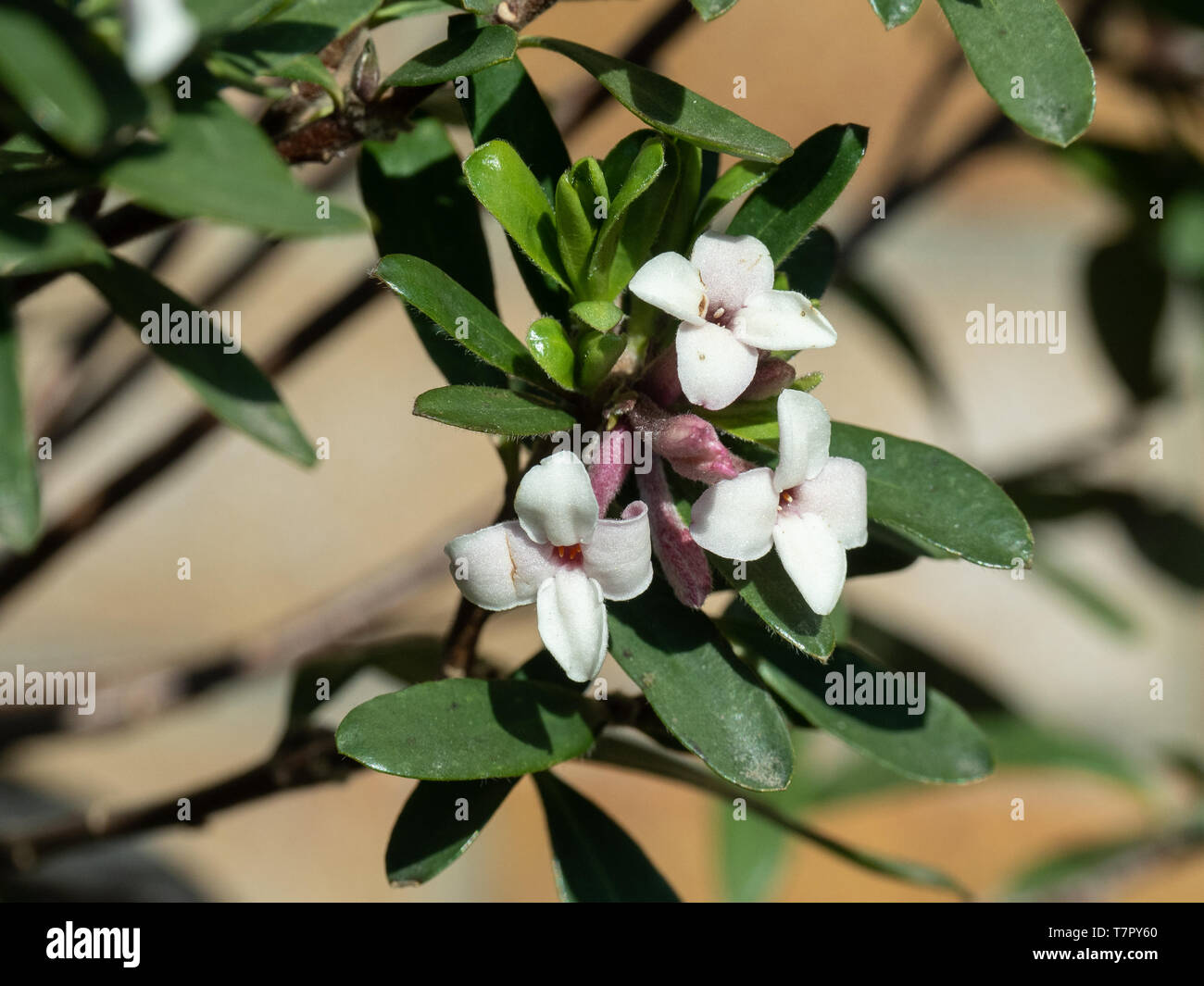 En gros plan des fleurs blanc clair de Daphné x Fragrance éternelle transatlantique Banque D'Images
