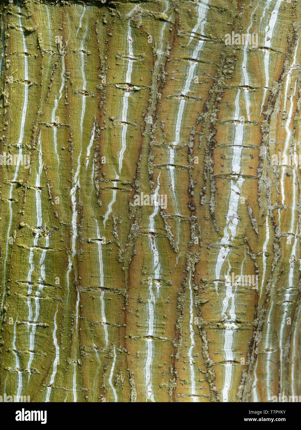 Un gros plan du blanc à rayures vert pâle et d'écorce d'un érable snakebark Banque D'Images